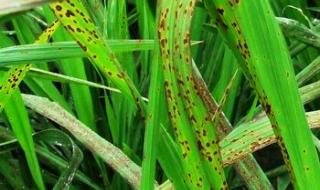 水稻全程病虫害防治方案